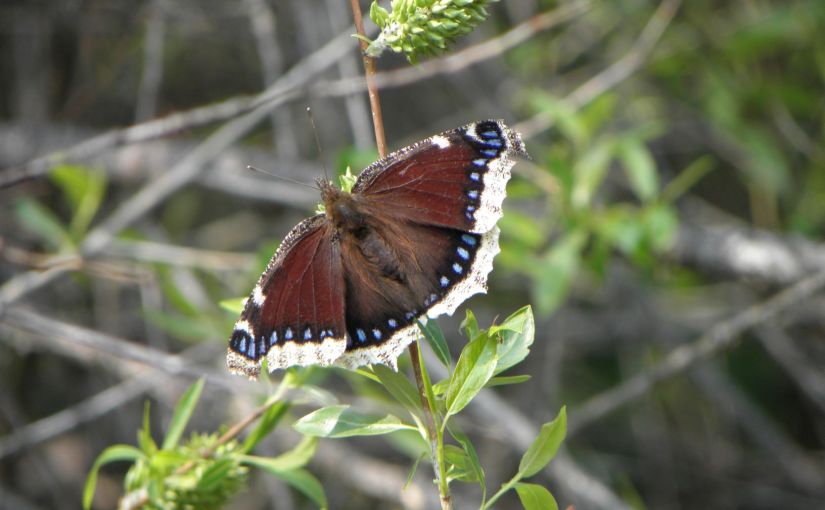 Cancellation of Wenas&nbsp;2020